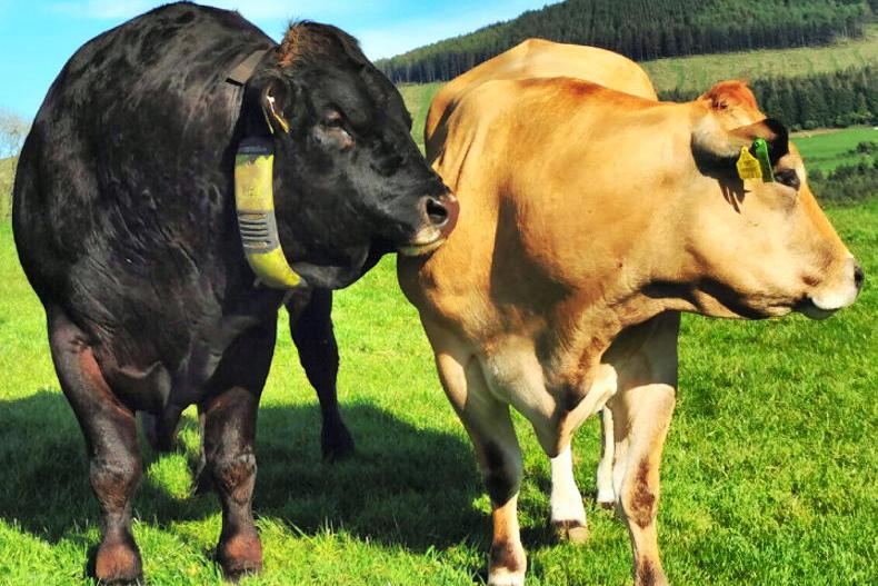 Getting prepared for breeding season Getting prepared for breeding season