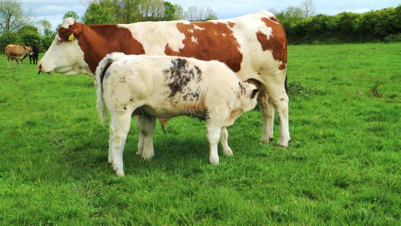 The cost of keeping a suckler cow rises to €1,250 The cost of keeping a suckler cow rises to €1,250