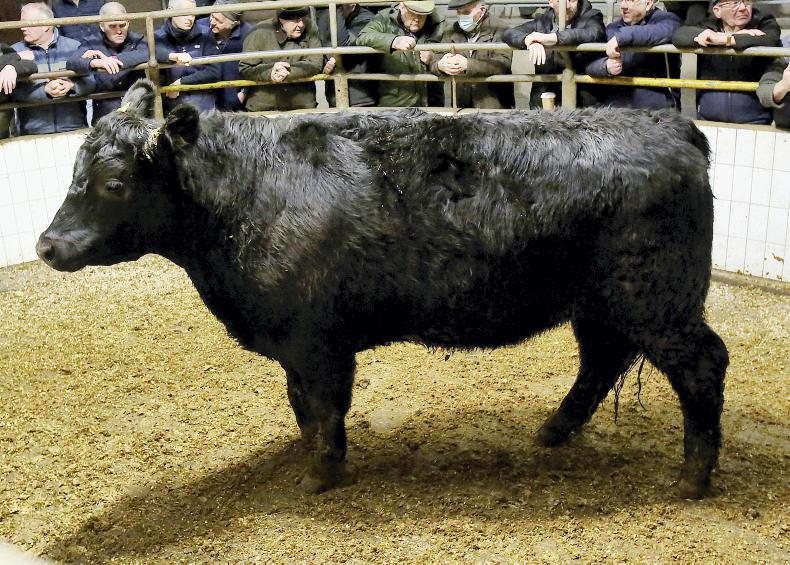 MartBids Database: heavy cattle on fire as calf problems remain MartBids Database: heavy cattle on fire as calf problems remain