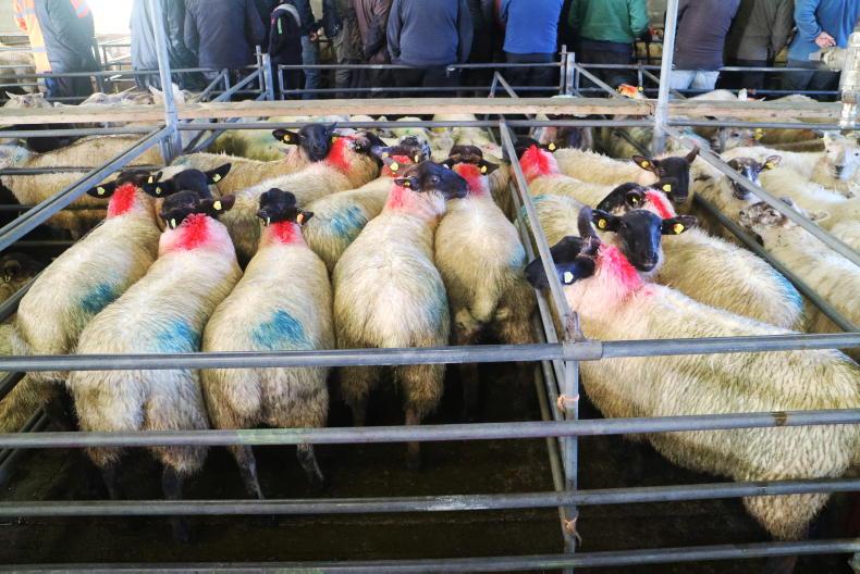 SheepWatch: increased demand lifts hoggets by €3 to €5 per head SheepWatch: increased demand lifts hoggets by €3 to €5 per head