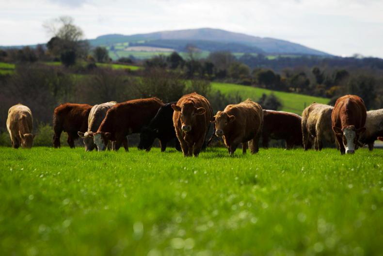 Beef price update: rapid turnaround from booking to slaughter Beef price update: rapid turnaround from booking to slaughter