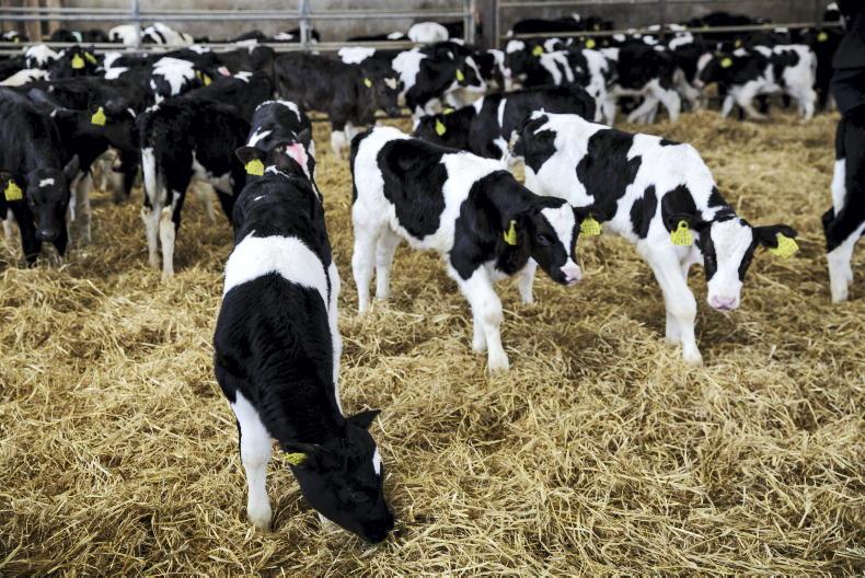 Sharp jump as live calf exports hit 15,105 Sharp jump as live calf exports hit 15,105