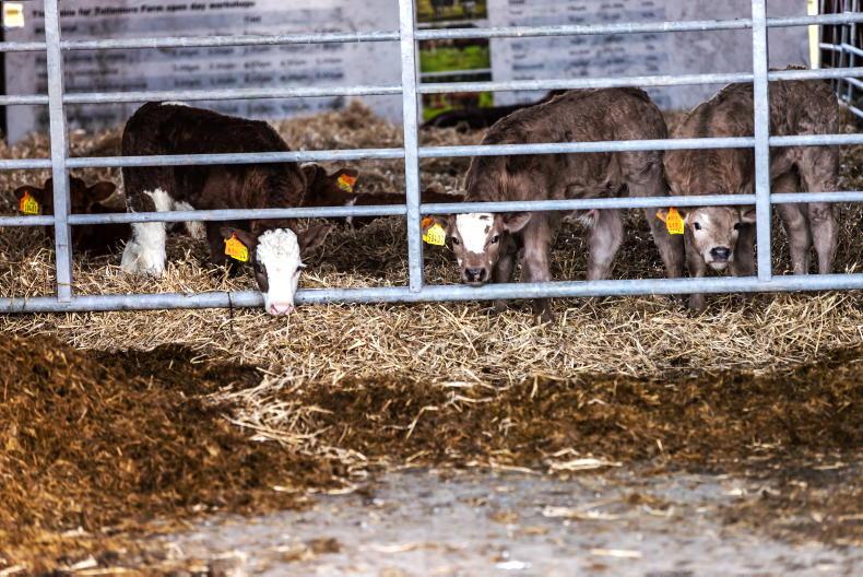 Watch: 55 cows calved and lambing commenced Watch: 55 cows calved and lambing commenced