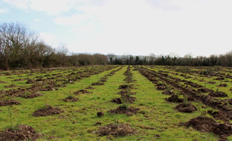 McConalogue admits 8,000ha forestry planting target will be challenging McConalogue admits 8,000ha forestry planting target will be challenging
