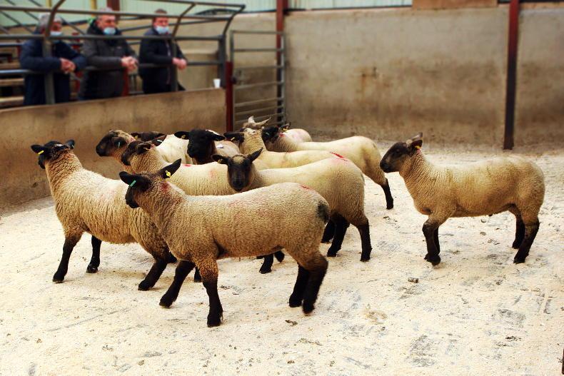 Is it too early for spring lambs? Is it too early for spring lambs?