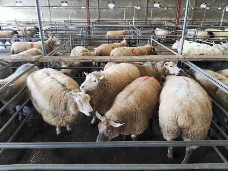 Sheep mart prices: cull ewes grabbing the headlines
Sheep mart prices: cull ewes grabbing the headlines