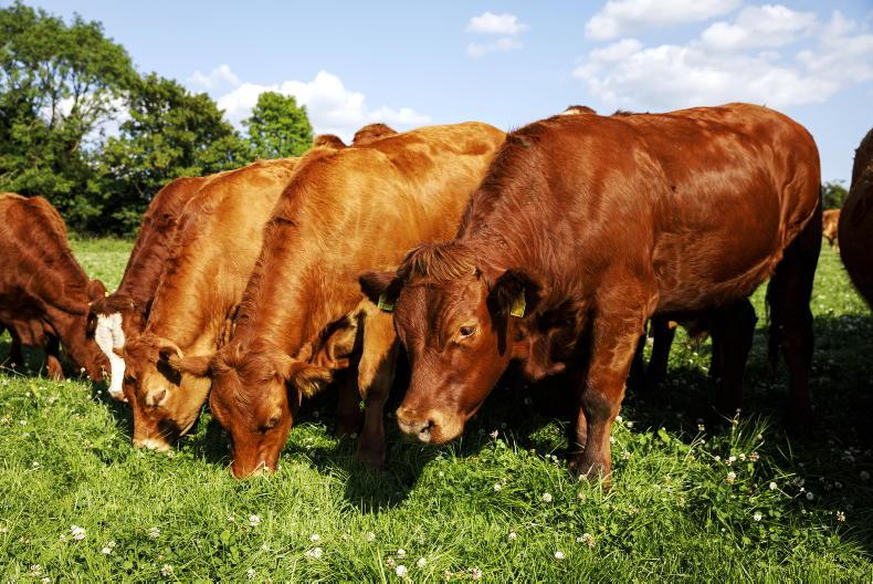 Irish beef prices struggle to keep pace Irish beef prices struggle to keep pace