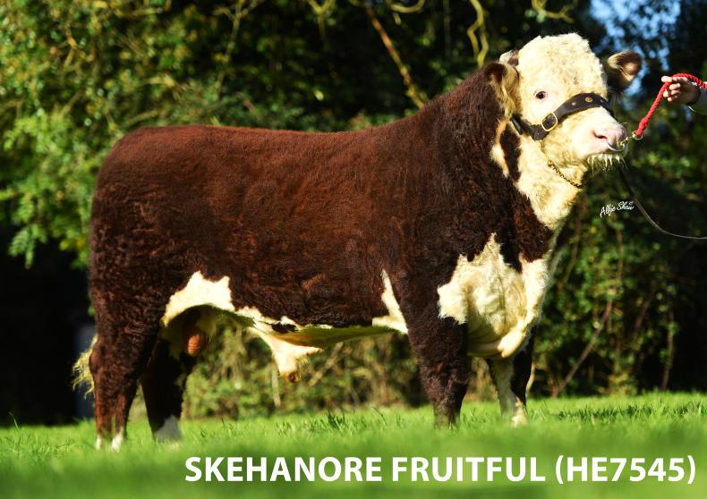 Irish Hereford Prime introduce new Beef Genetics Sustainability Programme Irish Hereford Prime introduce new Beef Genetics Sustainability Programme