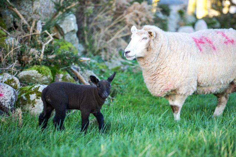 Over 40% of sheep farmers changing creep feeding plans Over 40% of sheep farmers changing creep feeding plans