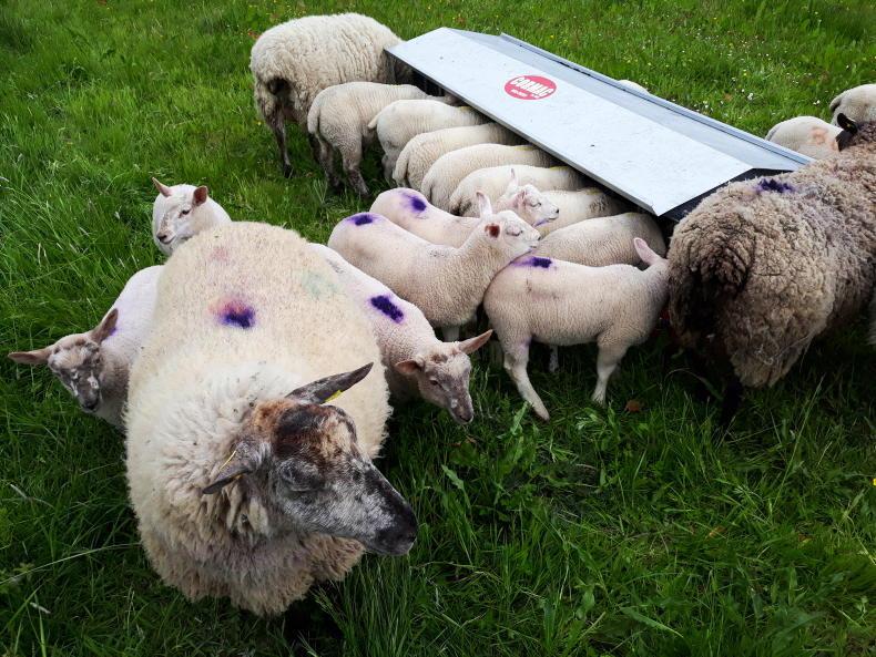Sheep Management: creep feeding considerations with escalating feed costs Sheep Management: creep feeding considerations with escalating feed costs