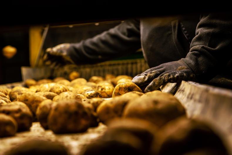 Potato report: small potato crop predicted as growers plant other crops Potato report: small potato crop predicted as growers plant other crops