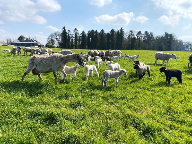 Watch: turnout time on Tullamore Farm Watch: turnout time on Tullamore Farm