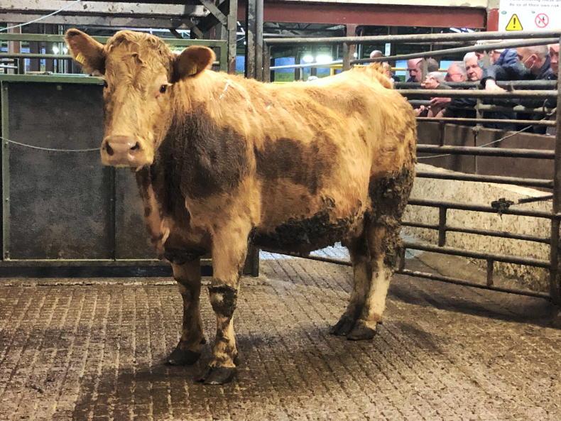 Watch: grass cattle on the rebound in Carrigallen Watch: grass cattle on the rebound in Carrigallen