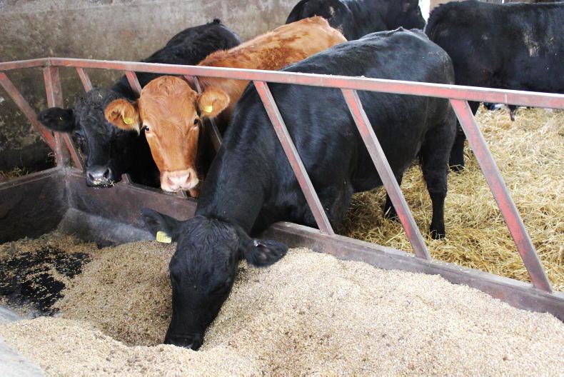 NI Trends: deals on offer as beef trade holds firm; hogget quotes jump 15p/kg