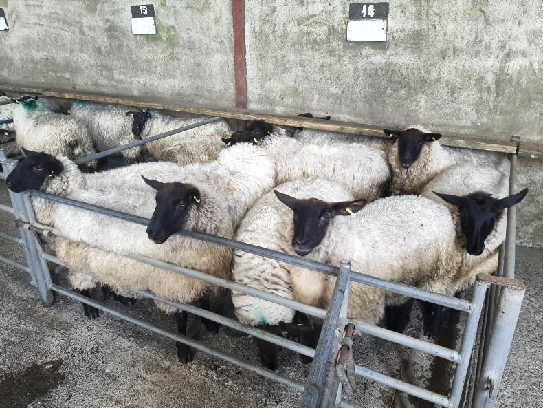 Sheep Trends: Easter and Ramadan buying lifts price 10c/kg Sheep Trends: Easter and Ramadan buying lifts price 10c/kg