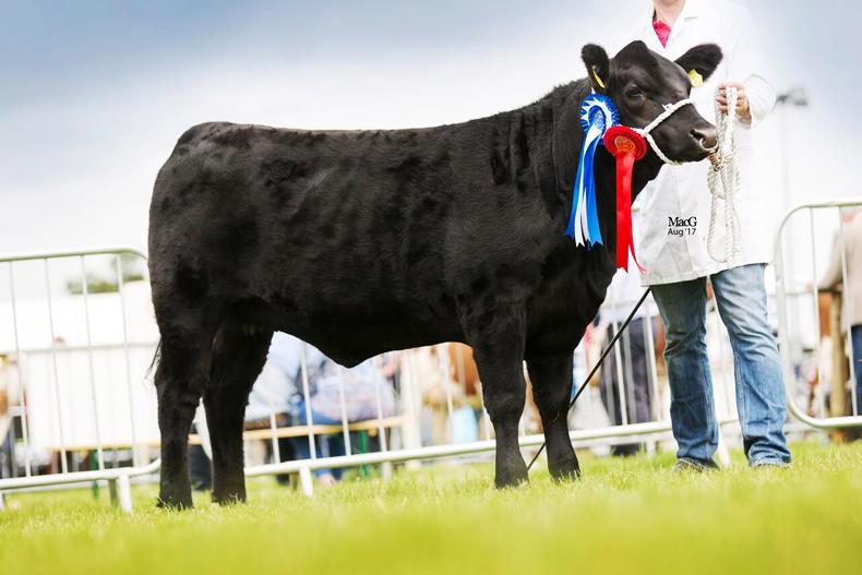 Tuam new home of Aberdeen Angus in Europe Tuam new home of Aberdeen Angus in Europe