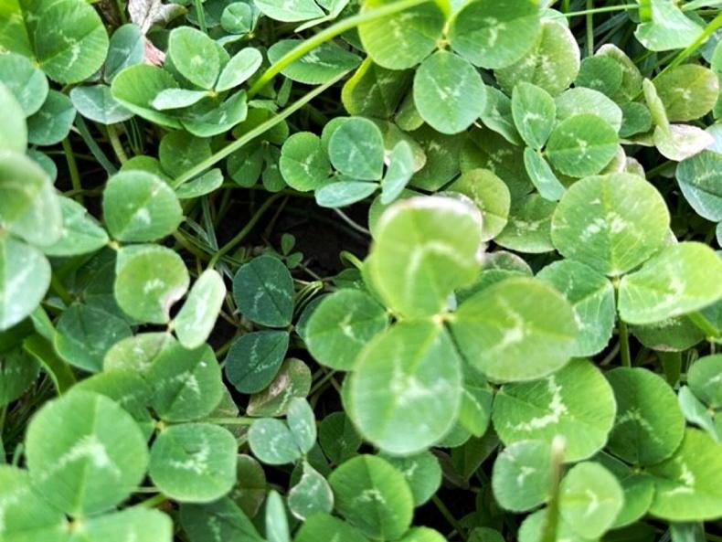 How to assess clover and inform nitrogen decisions How to assess clover and inform nitrogen decisions