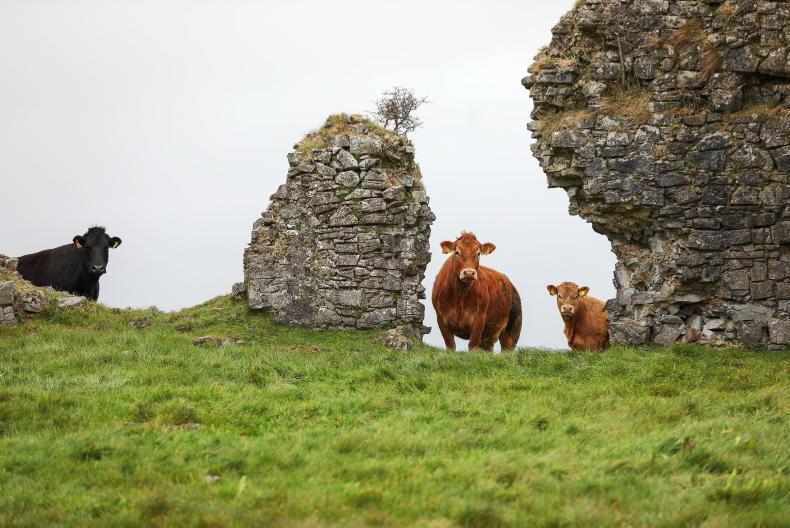 Beef Management: fertiliser, turnout and applying for BEEP-S Beef Management: fertiliser, turnout and applying for BEEP-S