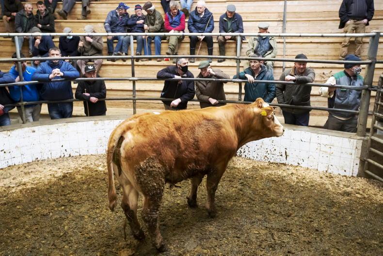 Camera at the Mart: solid demand for fleshed and forward cattle Camera at the Mart: solid demand for fleshed and forward cattle