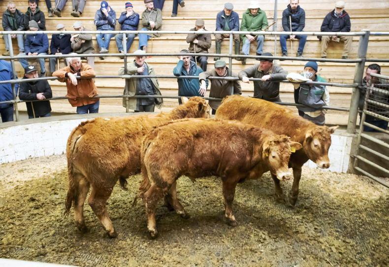 Camera at the Mart: solid demand for fleshed and forward cattle Camera at the Mart: solid demand for fleshed and forward cattle