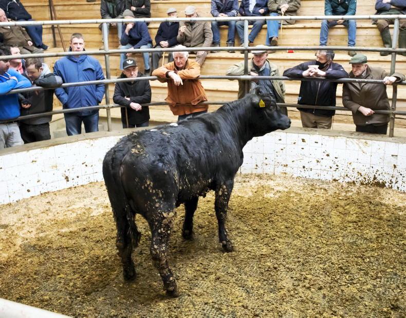 Camera at the Mart: solid demand for fleshed and forward cattle Camera at the Mart: solid demand for fleshed and forward cattle