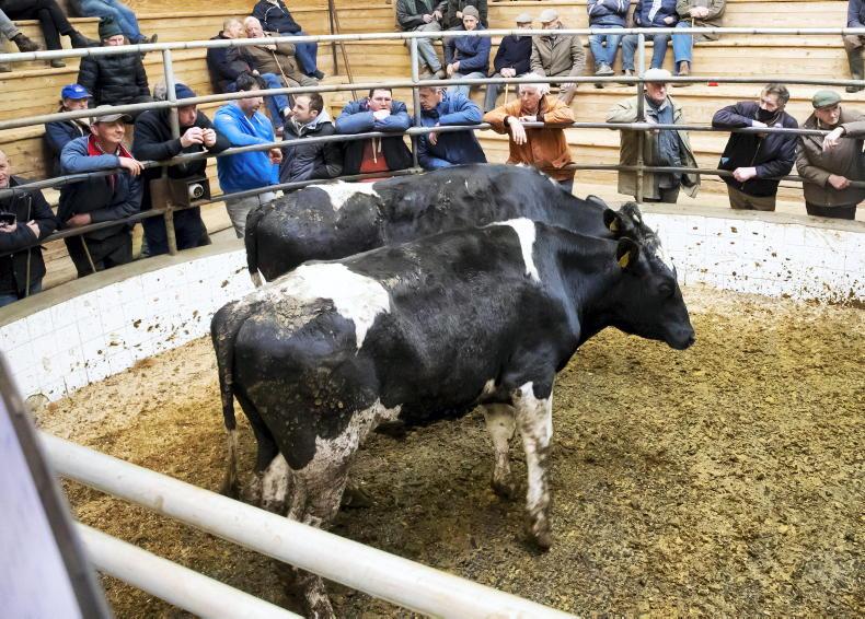 Camera at the Mart: solid demand for fleshed and forward cattle Camera at the Mart: solid demand for fleshed and forward cattle