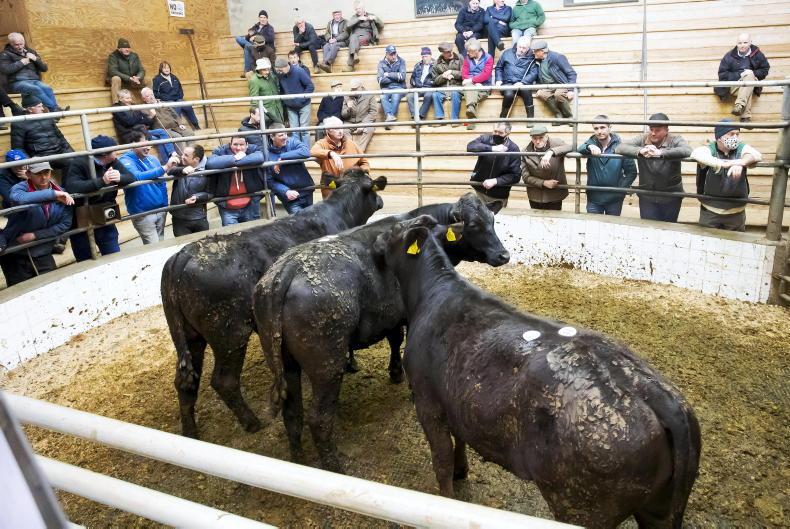 Camera at the Mart: solid demand for fleshed and forward cattle Camera at the Mart: solid demand for fleshed and forward cattle