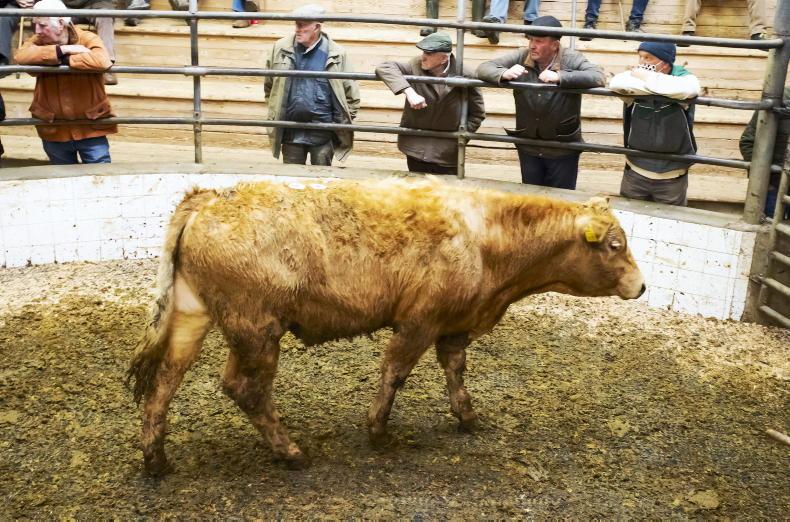 Camera at the Mart: solid demand for fleshed and forward cattle Camera at the Mart: solid demand for fleshed and forward cattle