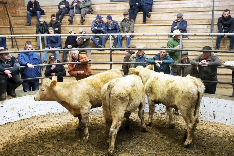 Camera at the Mart: solid demand for fleshed and forward cattle Camera at the Mart: solid demand for fleshed and forward cattle