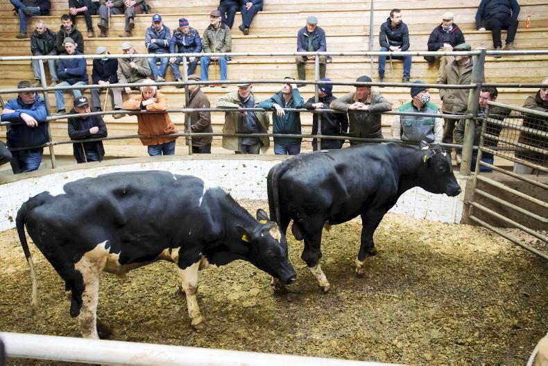Camera at the Mart: solid demand for fleshed and forward cattle Camera at the Mart: solid demand for fleshed and forward cattle
