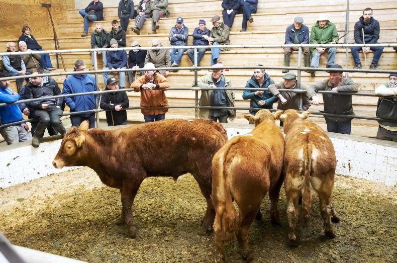 Camera at the Mart: solid demand for fleshed and forward cattle Camera at the Mart: solid demand for fleshed and forward cattle