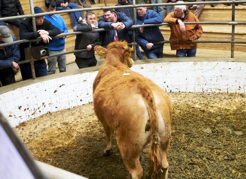 Camera at the Mart: solid demand for fleshed and forward cattle Camera at the Mart: solid demand for fleshed and forward cattle
