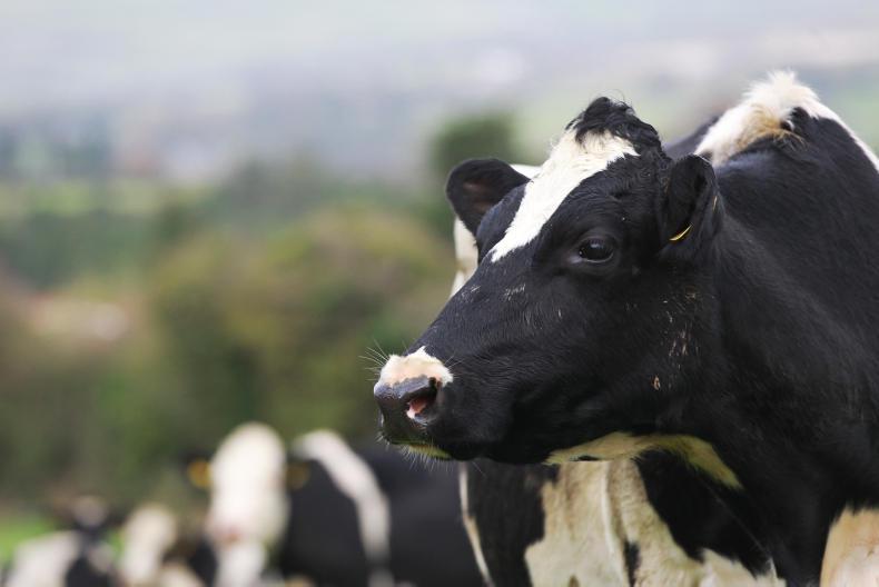 Farmers may need a licence to keep cattle Farmers may need a licence to keep cattle