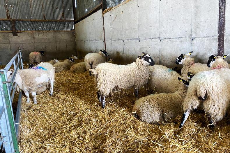 Watch: lambing nearly complete on Tullamore Farm Watch: lambing nearly complete on Tullamore Farm
