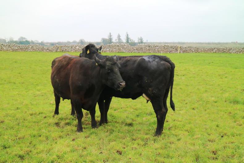 Newford Farm update: sires selected for 2022 breeding season Newford Farm update: sires selected for 2022 breeding season