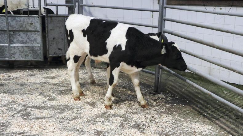 Reducing numbers sees Friesian bull price lift Reducing numbers sees Friesian bull price lift