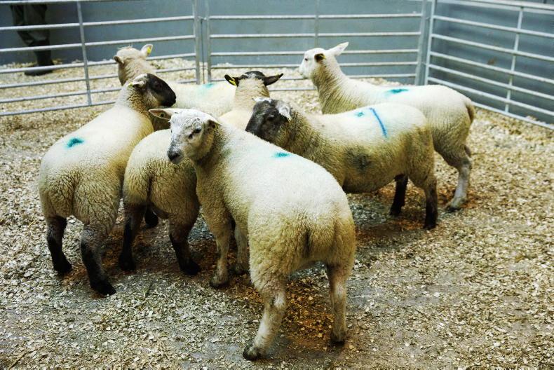 Sheep trade cools as kill hits 62,000 head Sheep trade cools as kill hits 62,000 head