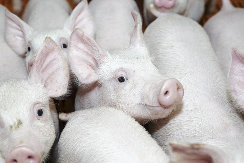 Up to €70,000 per pig farmer for cutting production Up to €70,000 per pig farmer for cutting production