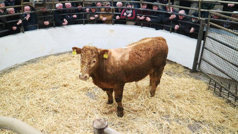 Mart throughput increases by 38,142 head in first two months of 2022 Mart throughput increases by 38,142 head in first two months of 2022