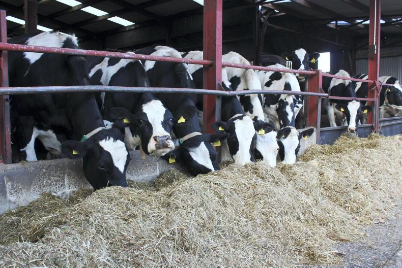 Bovine cattle herd 140,000 head higher on 1 February 2022 Bovine cattle herd 140,000 head higher on 1 February 2022