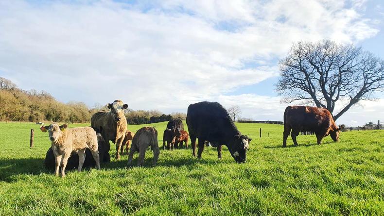 Watch: breeding season kicks off at Tullamore Watch: breeding season kicks off at Tullamore