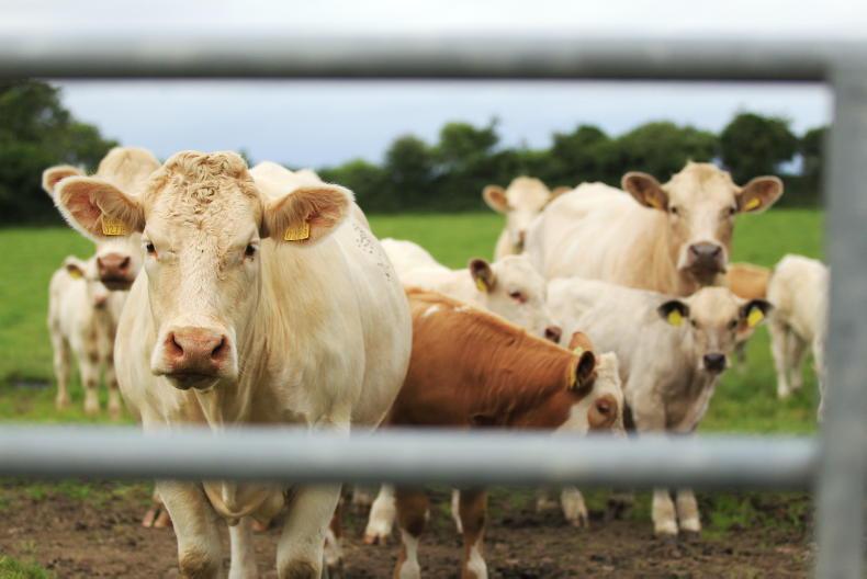 Beef Management: grass supplies, BPS deadlines and keeping focus Beef Management: grass supplies, BPS deadlines and keeping focus