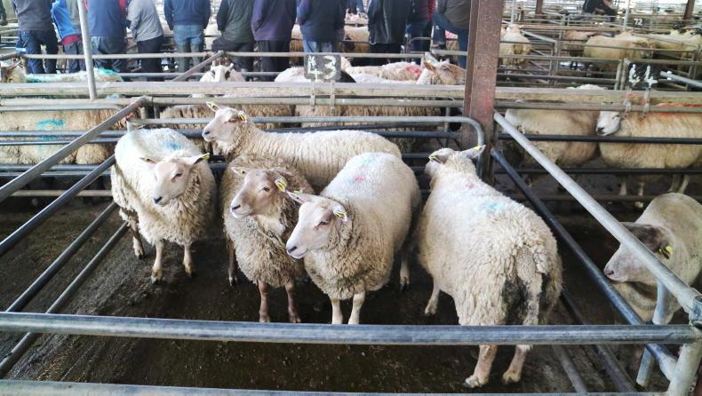 Camera at the Mart: steady buying for hoggets and lambs in Ballinasloe Camera at the Mart: steady buying for hoggets and lambs in Ballinasloe