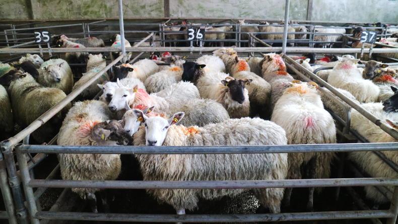 Camera at the Mart: steady buying for hoggets and lambs in Ballinasloe Camera at the Mart: steady buying for hoggets and lambs in Ballinasloe