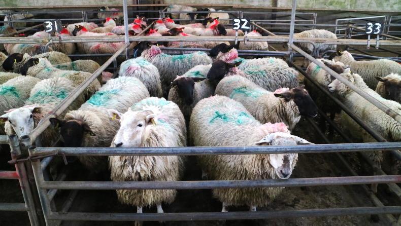 Camera at the Mart: steady buying for hoggets and lambs in Ballinasloe Camera at the Mart: steady buying for hoggets and lambs in Ballinasloe