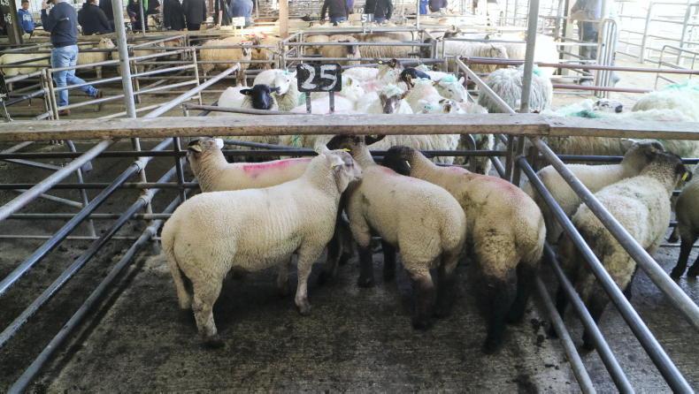 Camera at the Mart: steady buying for hoggets and lambs in Ballinasloe Camera at the Mart: steady buying for hoggets and lambs in Ballinasloe