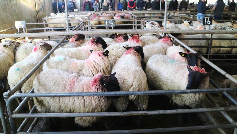 Camera at the Mart: steady buying for hoggets and lambs in Ballinasloe Camera at the Mart: steady buying for hoggets and lambs in Ballinasloe