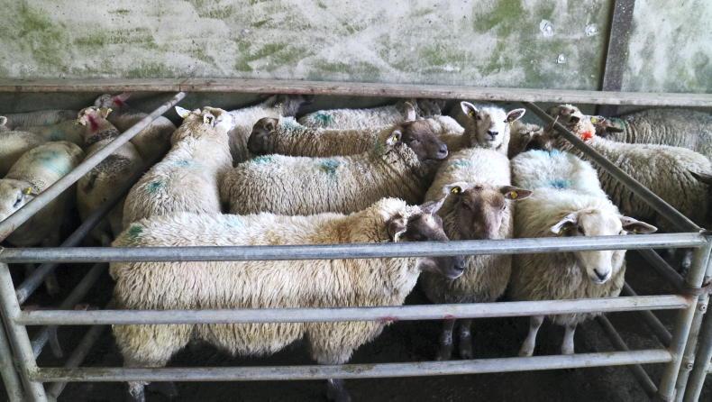 Camera at the Mart: steady buying for hoggets and lambs in Ballinasloe Camera at the Mart: steady buying for hoggets and lambs in Ballinasloe