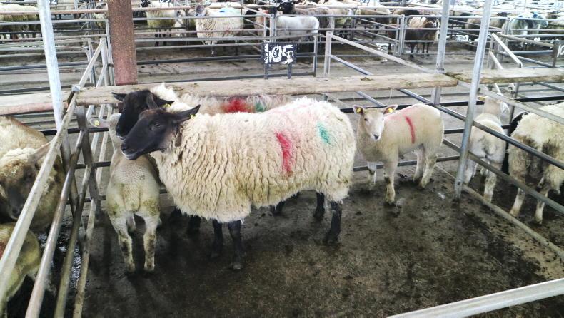 Camera at the Mart: steady buying for hoggets and lambs in Ballinasloe Camera at the Mart: steady buying for hoggets and lambs in Ballinasloe