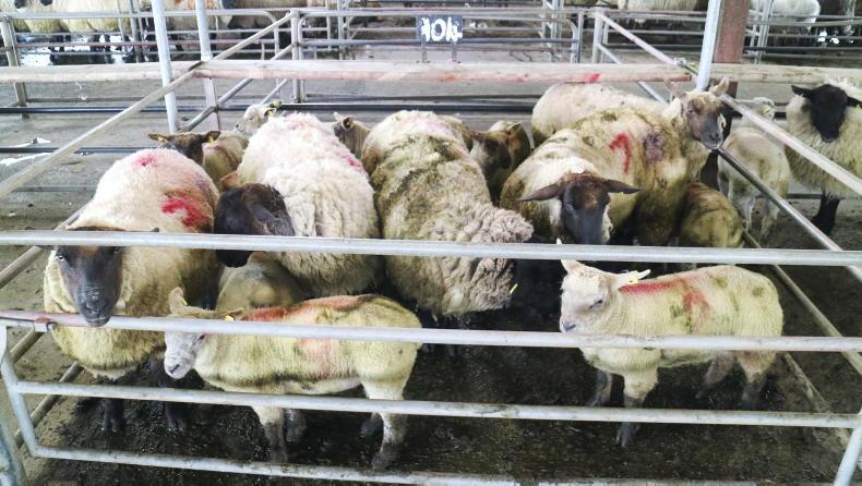 Camera at the Mart: steady buying for hoggets and lambs in Ballinasloe Camera at the Mart: steady buying for hoggets and lambs in Ballinasloe